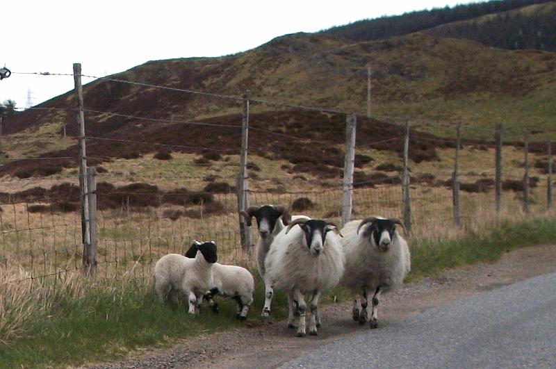Perth-Aviemore, overzicht dag3, (62).JPG